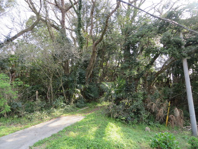 �Ԃ���񂳂�̔��m���Õ��̓��e�ʐ^2