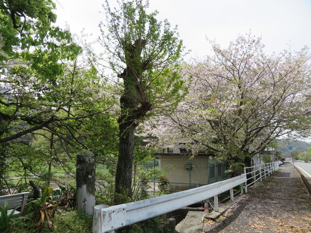 �Ԃ���񂳂�̊C�Y���h�_�Ђ̓��e�ʐ^3