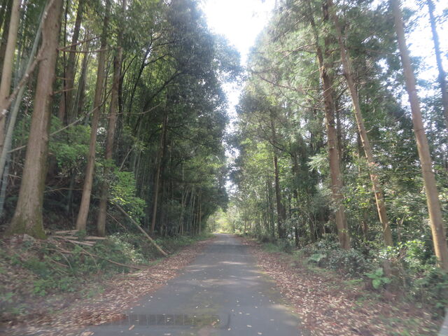 �Ԃ���񂳂�̒Óޖؑ��Y�i�O���Y���j�̓��e�ʐ^2