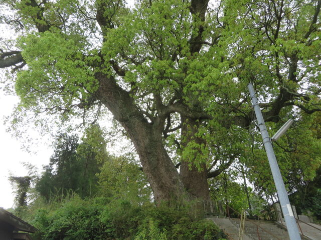 �Ԃ���񂳂�̏��숢�h�_�Ђ̑叾�̓��e�ʐ^2