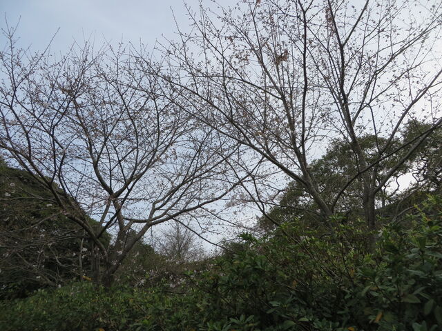 �Ԃ���񂳂�̓�����̍��̓��e�ʐ^1