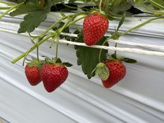 �n�C�t�����[�@�C�`�S�g�̎ʐ^1