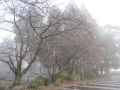 �Ԃ���񂳂�̐�̎��ւ̓��e�ʐ^1