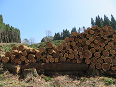 �Ԃ���񂳂�̐_�������ւ̓��e�ʐ^1