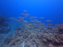 TAKUDIVE�Ί_���̎ʐ^1