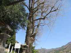 �Ԃ���񂳂�̓c���̃C�`���E�ւ̓��e�ʐ^1