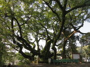 �Ԃ���񂳂�̊C���_�Ђ̃N�X�̓��e�ʐ^1