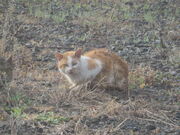 �Ԃ���񂳂�̏G�ю��i�L�ˁj�̓��e�ʐ^2