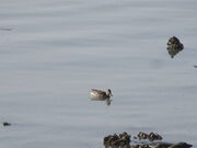 �Ԃ���񂳂�̗L���C�̊����̓��e�ʐ^1