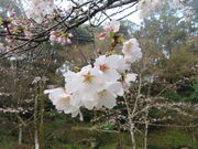 �Ԃ���񂳂�̑��v�����_�Ђ̓��e�ʐ^1