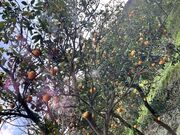 ���B�b�c����̗�؉��̓��e�ʐ^1