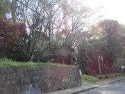 �Ԃ���񂳂�̔��m���Õ��̓��e�ʐ^1