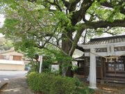 �Ԃ���񂳂�̊C�Y���h�_�Ђ̓��e�ʐ^1