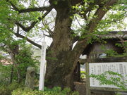 �Ԃ���񂳂�̊C�Y���h�_�Ђ̓��e�ʐ^2