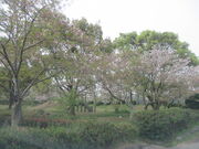 �Ԃ���񂳂�̗������R�����̓��e�ʐ^1