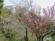 �Ԃ���񂳂�̕��ߏ�����̓��e�ʐ^2