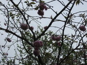 �Ԃ���񂳂�̐�����Ղ̓��e�ʐ^1