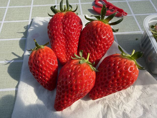 �傫���ĊÂ��C�`�S_�����݂̗��������̉�