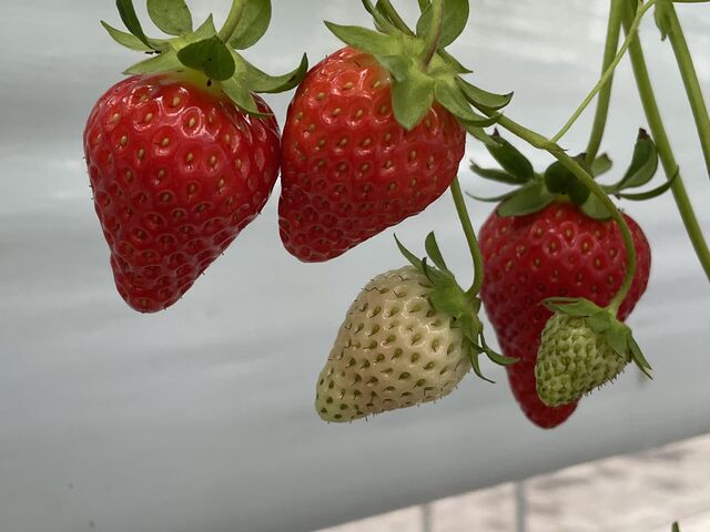 ������_�A�N�A���}�� ���쉀