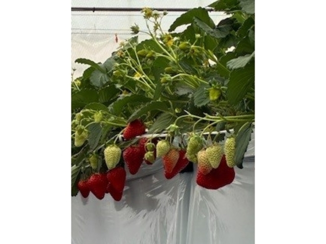 �����ɂȂ邢��������_�������̂���ۂ݂�