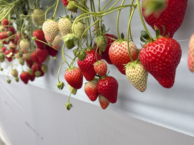 �傫�ȃC�`�S_�|�|�̂�������