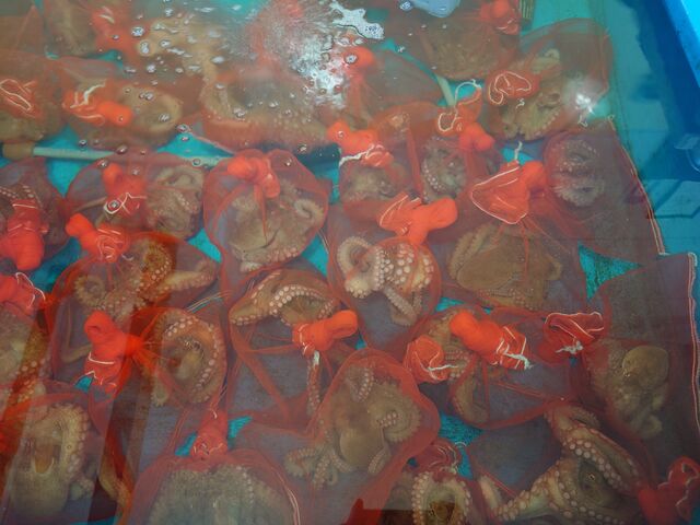 �F�{����V���s�@���̉w ��V������ρ[��_���̉w ��V������ρ[��