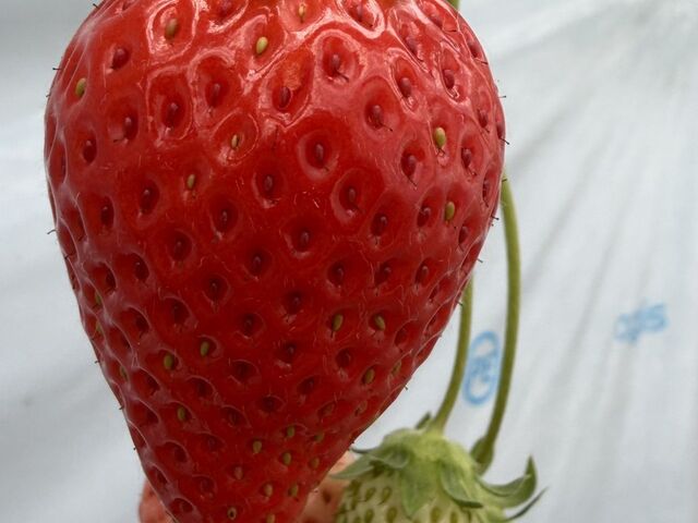 �������_�z���܂�_��