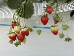 ���̂ה_���̎ʐ^1