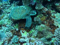 SHISHI�Ί_���̎ʐ^1