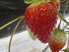 MIGAKI FARM(��ICHIGO WORLD)�̎ʐ^1