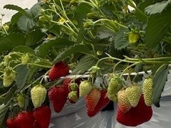 �������̂���ۂ݂��̎ʐ^1