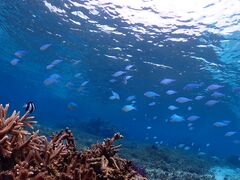 SUNSHINE MARIN �{�Ó��̎ʐ^4