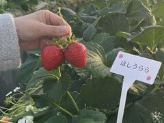 �₿�܂� ���R�t�@�[���̎ʐ^1