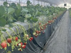 �₿�܂� ���R�t�@�[���̎ʐ^2