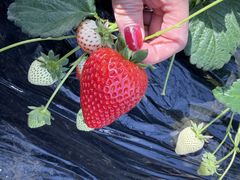 ��󂢂������̎ʐ^1