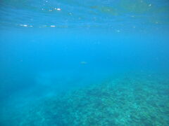 ����A�N�A�}�����̎ʐ^1