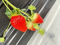 JA�킩��܋I�̗��������ό��_���̎ʐ^1