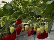 �P������񂳂�̂������̂���ۂ݂��̓��e�ʐ^1