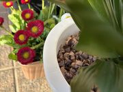 �݂��񂳂�̔����̓��e�ʐ^1