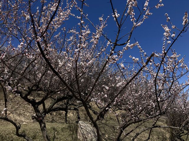 �~�̉�_�����R�~��