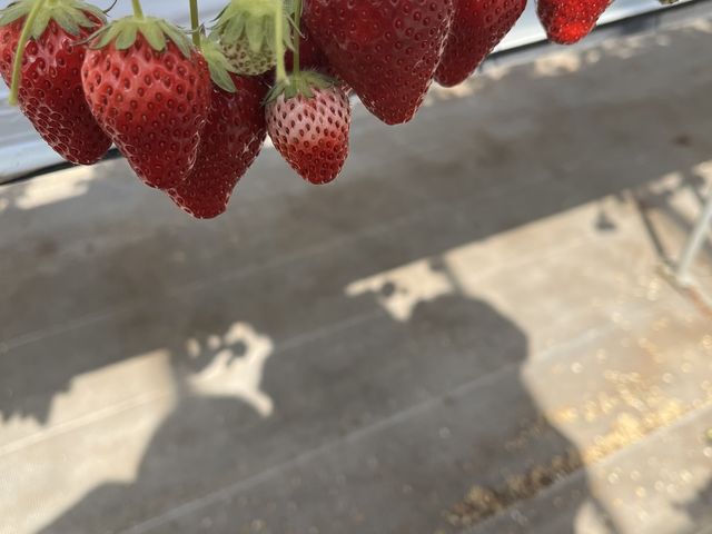 ����������ǂ��A��Ȃ�Ɏ����Ă��܂���_�������n�E�X�@�ɓ����|