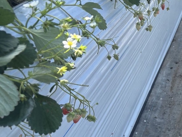 �����̃C�`�S�̗l�q�ł�_���]�������_��