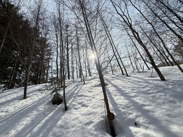 ��̒����z�̌��Ɩ؁X�̘Ȃ܂��B_n.s ride