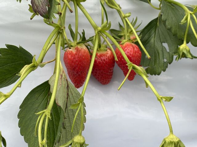 �Â��Ĕ��������ł��I_�j�R�t�@�[��������