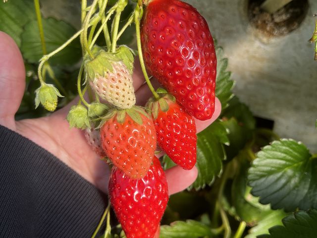 ���ꂢ�Ȍ`�I_���ǉ�