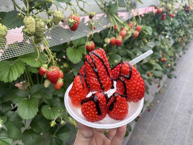 �������p�t�F_���������z�C��