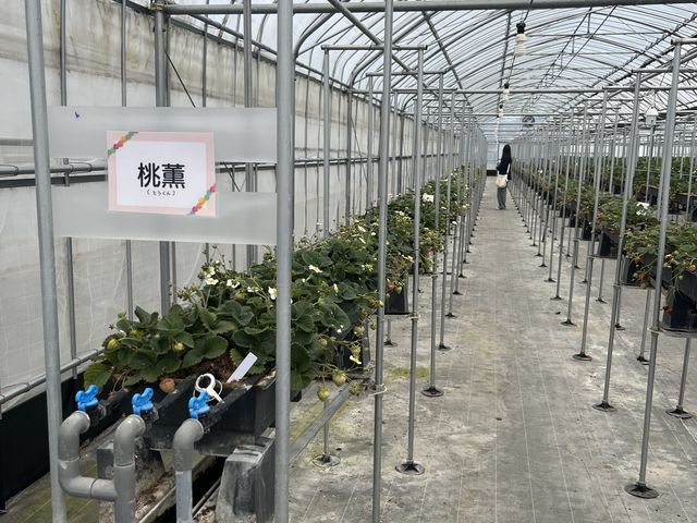 ���O�̃G���A�ł��B���ƃC�`�S�̒��Ԃ̖��ł����B_���񂢂�t�@�[��