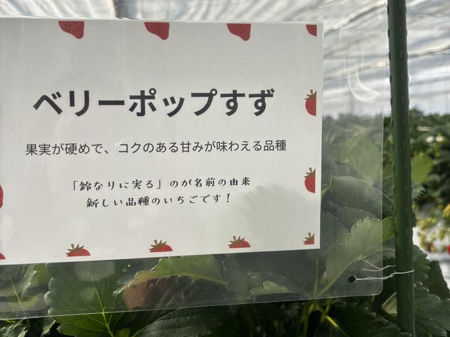�x���[�|�b�v����_�n�[�x�X�g�K�[�f��