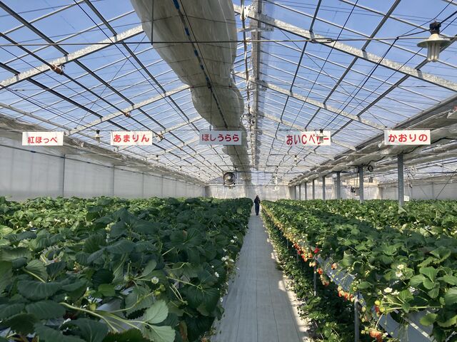 �n�E�X���̎ʐ^ �ʐ^�̉E�葤�ɂ�������������܂��B_�������X�^�W�A��