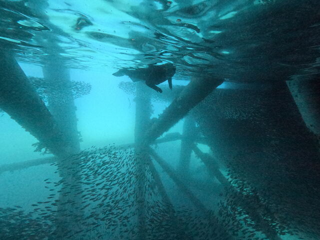 ���Q�ɂ���܂�����_�}�����V���b�v����